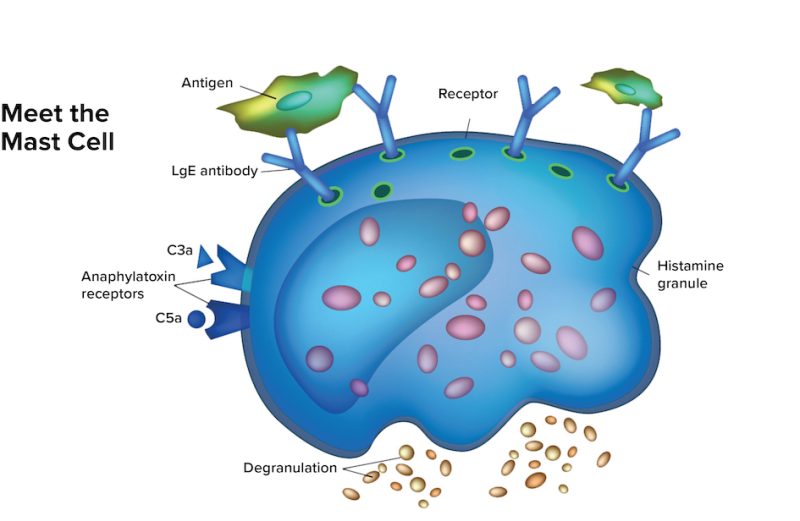 Illustration of Mast Cell